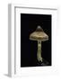 Cortinarius Sp. (Webcap)-Paul Starosta-Framed Photographic Print