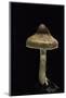 Cortinarius Sp. (Webcap)-Paul Starosta-Mounted Photographic Print