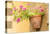 Cortona, Italy. Morning Glories growing in a vase-shaped pot on a stone wall.-Janet Horton-Stretched Canvas