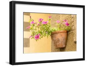 Cortona, Italy. Morning Glories growing in a vase-shaped pot on a stone wall.-Janet Horton-Framed Photographic Print