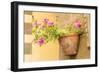 Cortona, Italy. Morning Glories growing in a vase-shaped pot on a stone wall.-Janet Horton-Framed Photographic Print