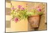 Cortona, Italy. Morning Glories growing in a vase-shaped pot on a stone wall.-Janet Horton-Mounted Photographic Print