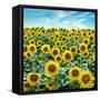 Cortona Sunflowers #2-Alan Blaustein-Framed Stretched Canvas