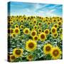 Cortona Sunflowers #2-Alan Blaustein-Stretched Canvas