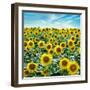 Cortona Sunflowers #2-Alan Blaustein-Framed Photographic Print