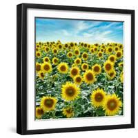 Cortona Sunflowers #2-Alan Blaustein-Framed Photographic Print
