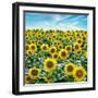 Cortona Sunflowers #2-Alan Blaustein-Framed Photographic Print