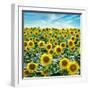 Cortona Sunflowers #2-Alan Blaustein-Framed Photographic Print