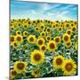 Cortona Sunflowers #2-Alan Blaustein-Mounted Photographic Print