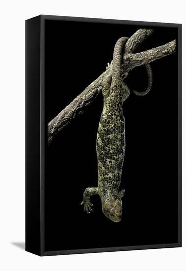 Corucia Zebrata (Solomons Tree Skink)-Paul Starosta-Framed Stretched Canvas