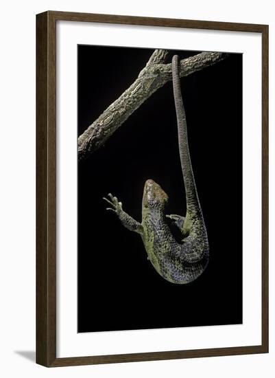 Corucia Zebrata (Solomons Tree Skink)-Paul Starosta-Framed Photographic Print