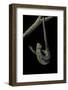 Corucia Zebrata (Solomons Tree Skink)-Paul Starosta-Framed Photographic Print