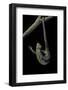 Corucia Zebrata (Solomons Tree Skink)-Paul Starosta-Framed Photographic Print