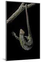 Corucia Zebrata (Solomons Tree Skink)-Paul Starosta-Mounted Photographic Print
