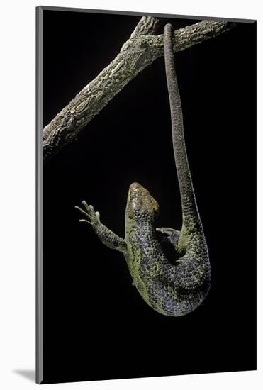 Corucia Zebrata (Solomons Tree Skink)-Paul Starosta-Mounted Photographic Print