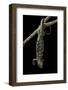 Corucia Zebrata (Solomons Tree Skink)-Paul Starosta-Framed Photographic Print