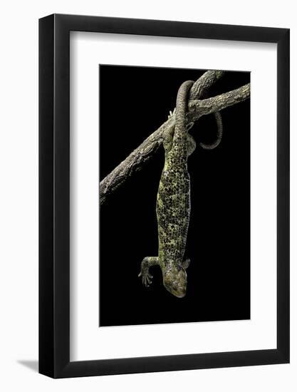 Corucia Zebrata (Solomons Tree Skink)-Paul Starosta-Framed Photographic Print