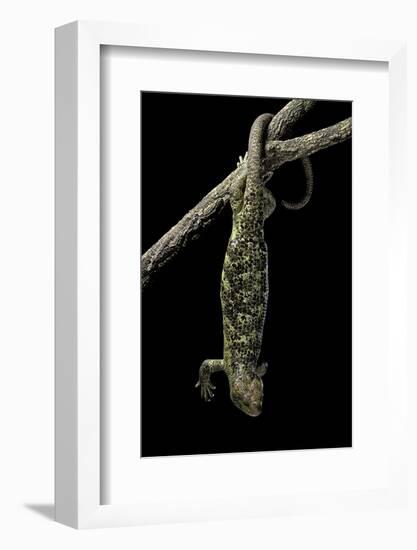 Corucia Zebrata (Solomons Tree Skink)-Paul Starosta-Framed Photographic Print