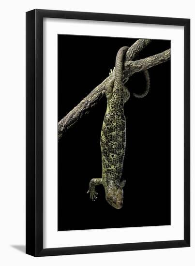 Corucia Zebrata (Solomons Tree Skink)-Paul Starosta-Framed Photographic Print