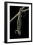 Corucia Zebrata (Solomons Tree Skink)-Paul Starosta-Framed Photographic Print