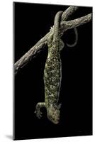 Corucia Zebrata (Solomons Tree Skink)-Paul Starosta-Mounted Photographic Print