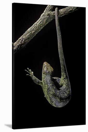 Corucia Zebrata (Solomons Tree Skink)-Paul Starosta-Stretched Canvas