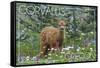 Corvallis, Oregon - Deer Fawn and Wildflowers-Lantern Press-Framed Stretched Canvas