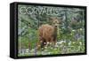 Corvallis, Oregon - Deer Fawn and Wildflowers-Lantern Press-Framed Stretched Canvas