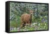 Corvallis, Oregon - Deer Fawn and Wildflowers-Lantern Press-Framed Stretched Canvas