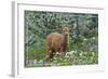 Corvallis, Oregon - Deer Fawn and Wildflowers-Lantern Press-Framed Art Print