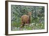 Corvallis, Oregon - Deer Fawn and Wildflowers-Lantern Press-Framed Art Print