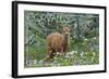 Corvallis, Oregon - Deer Fawn and Wildflowers-Lantern Press-Framed Art Print