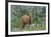 Corvallis, Oregon - Deer Fawn and Wildflowers-Lantern Press-Framed Art Print