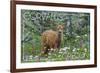 Corvallis, Oregon - Deer Fawn and Wildflowers-Lantern Press-Framed Premium Giclee Print