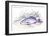 Corvina Grunniens-Robert Hermann Schomburgk-Framed Premium Giclee Print