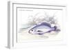 Corvina Grunniens-Robert Hermann Schomburgk-Framed Premium Giclee Print