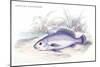 Corvina Grunniens-Robert Hermann Schomburgk-Mounted Premium Giclee Print