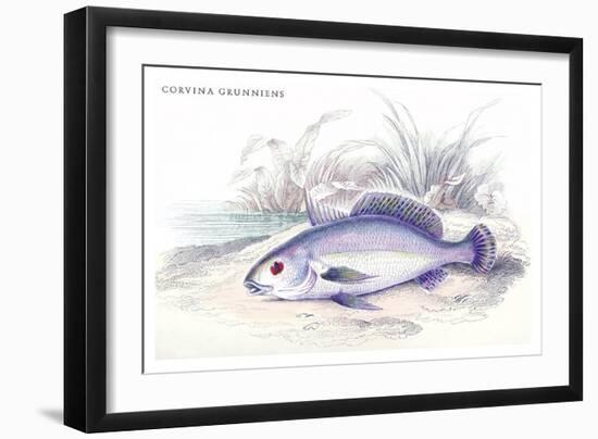 Corvina Grunniens-Robert Hermann Schomburgk-Framed Art Print