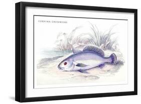 Corvina Grunniens-Robert Hermann Schomburgk-Framed Art Print