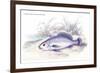 Corvina Grunniens-Robert Hermann Schomburgk-Framed Art Print