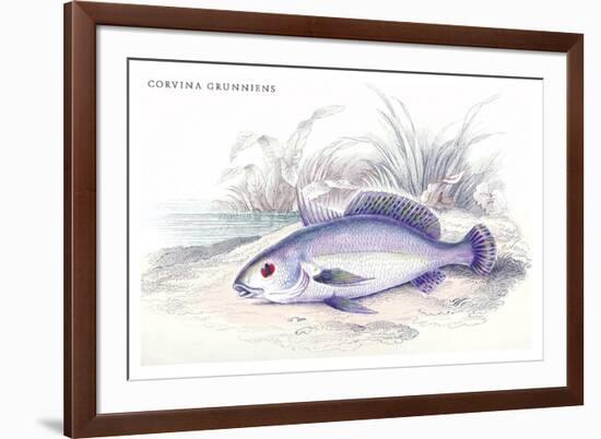 Corvina Grunniens-Robert Hermann Schomburgk-Framed Art Print