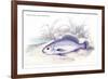 Corvina Grunniens-Robert Hermann Schomburgk-Framed Art Print