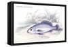 Corvina Grunniens-Robert Hermann Schomburgk-Framed Stretched Canvas