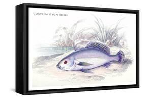 Corvina Grunniens-Robert Hermann Schomburgk-Framed Stretched Canvas