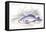 Corvina Grunniens-Robert Hermann Schomburgk-Framed Stretched Canvas