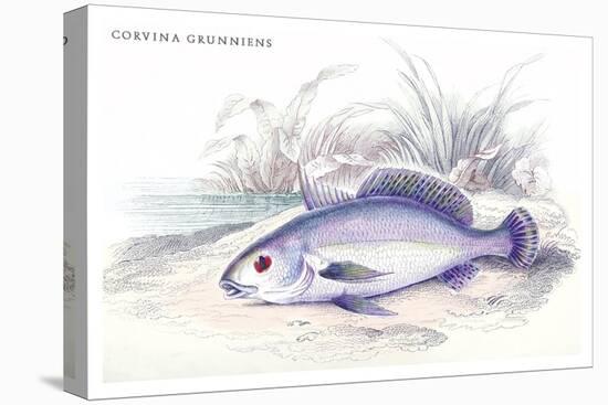 Corvina Grunniens-Robert Hermann Schomburgk-Stretched Canvas