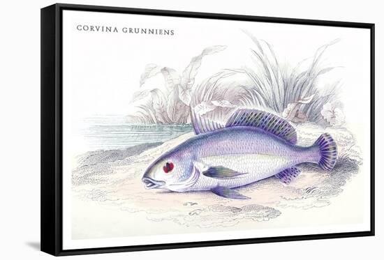 Corvina Grunniens-Robert Hermann Schomburgk-Framed Stretched Canvas