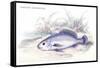 Corvina Grunniens-Robert Hermann Schomburgk-Framed Stretched Canvas