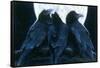 Corvus Moon-Durwood Coffey-Framed Stretched Canvas