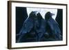 Corvus Moon-Durwood Coffey-Framed Giclee Print